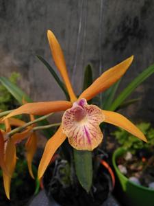 Brassocattleya Golden Glory
