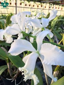 Cattleya Gisela Schmidt