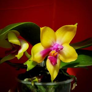 Phalaenopsis LD's Bear Queen