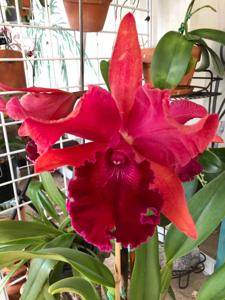 Rhyncholaeliocattleya San Damiano 1