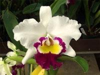 Rhyncholaeliocattleya Memoria Seichi Iwasaki