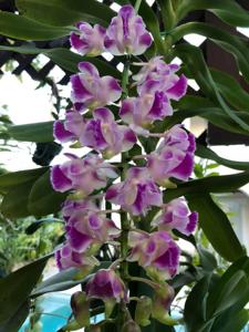 Aerides Korat Koki