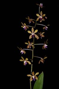 Phalaenopsis GK's Pallestris