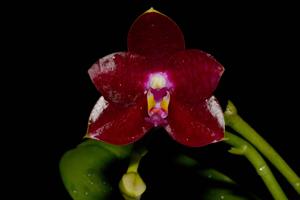 Phalaenopsis Fusheng's Super Man