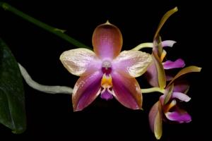 Phalaenopsis Chienlung Red King