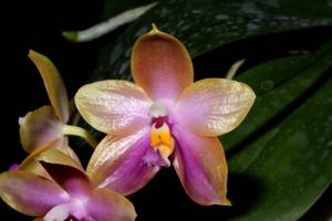 Phalaenopsis Chienlung Red King