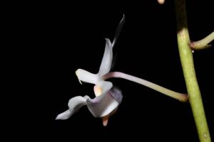 Vandaenopsis Pilialoha