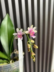 Phalaenopsis Pale Face