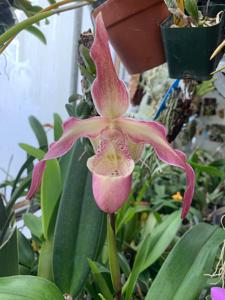 Phragmipedium QF Leina'ala