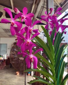 Aranda Mothers of Singapore