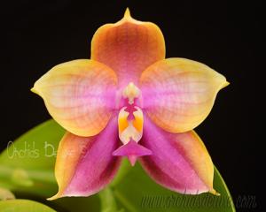 Phalaenopsis Lyndon Coral Dragon