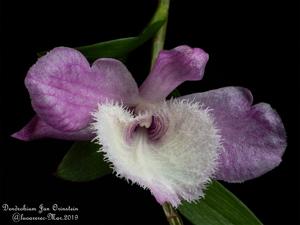 Dendrobium Jan Orinstein