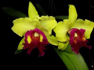 Rhyncholaeliocattleya Williette Wong