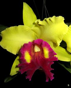 Rhyncholaeliocattleya Williette Wong