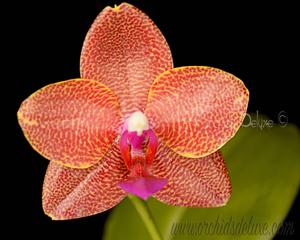 Phalaenopsis Zheng Min Cobra