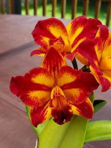 Cattlianthe Barefoot Mailman