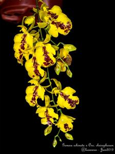 <i>Oncidesa</i> Little Dragon