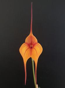 Masdevallia Curacao