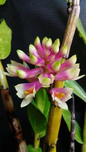 Dendrobium Monalex