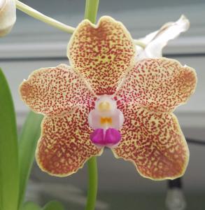 Vanda Katherine Gillis Hatos