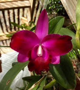 Cattleya Mini Song