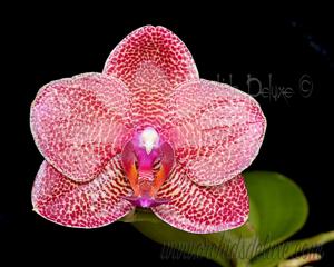 Phalaenopsis Mituo Sun