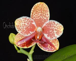 Phalaenopsis Yaphon Goldrose