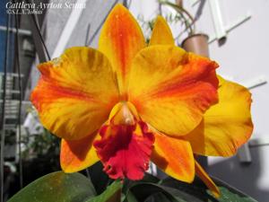 Cattleya Ayrton Senna