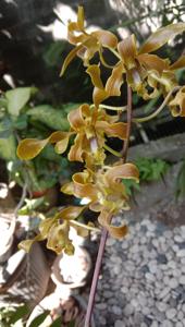 Dendrobium Jiwani Chrome