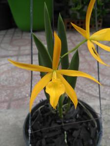 Brassocattleya DiPozzi Lugano