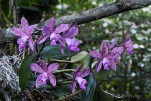 Cattleya Elsie Hetherington