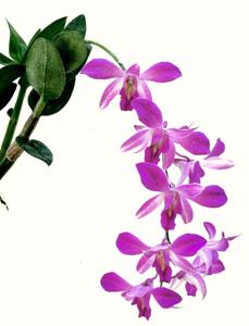 Dendrobium Foo Sang Yoong