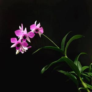 Dendrobium Foo Sang Yoong