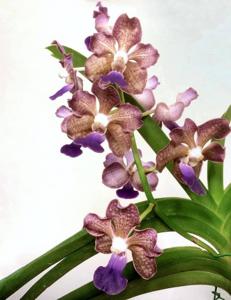 Vandachostylis Sharifah Mohamed