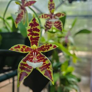 Phalaenopsis LOC Magic Panther