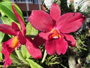 Cattlianthe Tutankamen