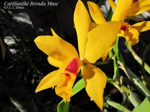 Cattlianthe Brenda Muse