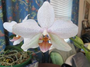 Phalaenopsis Mary Vance