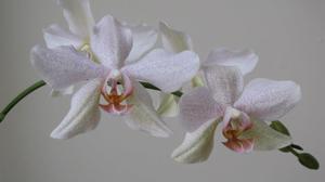 Phalaenopsis Mary Vance