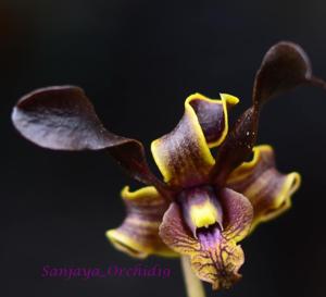 Dendrobium Vian