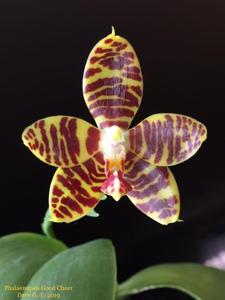 Phalaenopsis Good Cheer