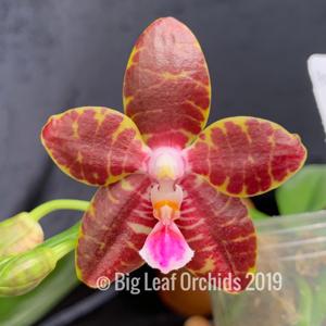Phalaenopsis Zheng Min Puma