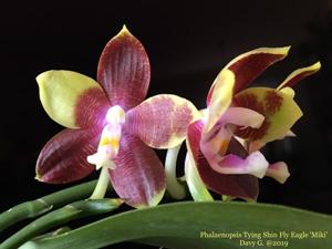 Phalaenopsis Tying Shin Fly Eagle