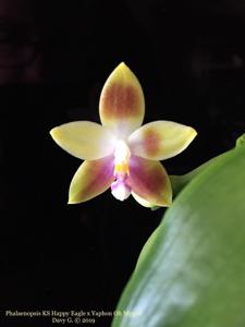 Phalaenopsis Norman's Happy Eagle