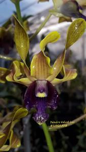 Dendrobium Velvet Las