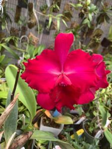 Rhyncholaeliocattleya Very Vermillion