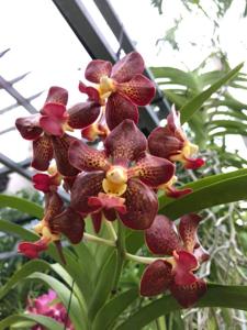 Vanda Virginia Vercillo