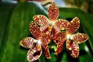 Phalaenopsis David Lim