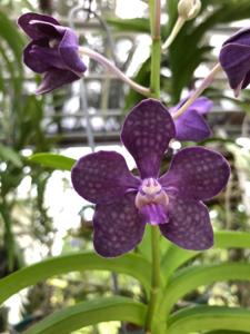 Vanda Paula Zabik