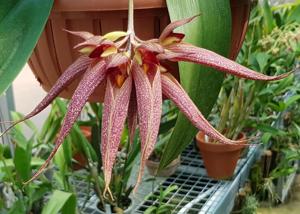 Bulbophyllum David Sander-phalaenopsis